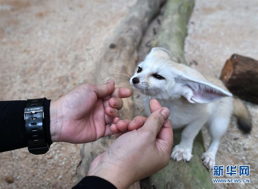 [4]（外代二線）動(dòng)物園里的小生靈