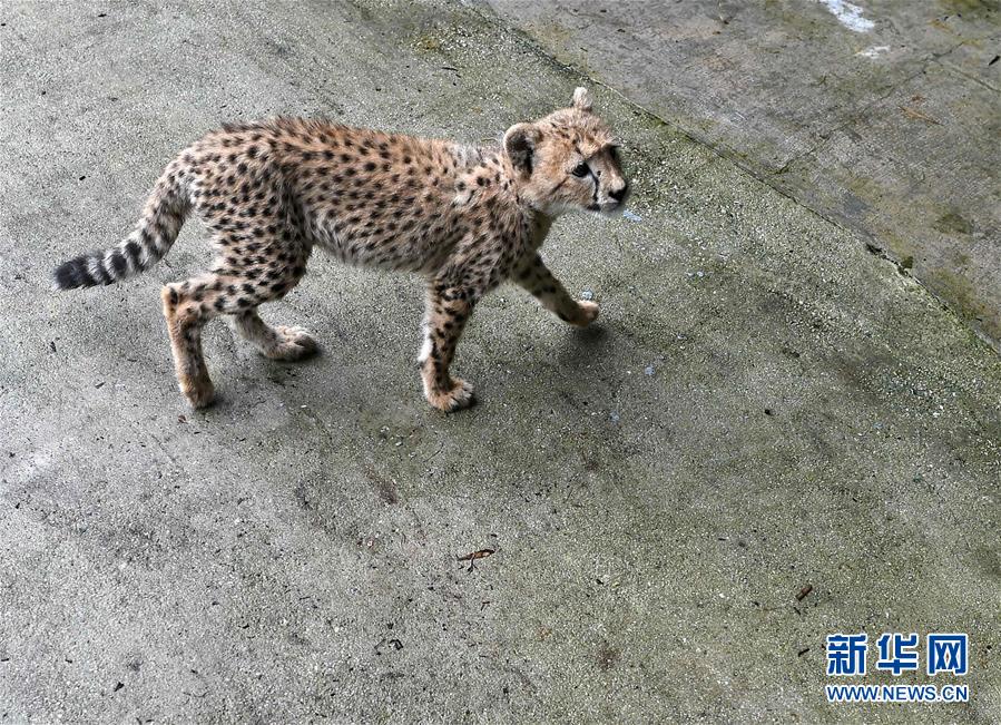 [5]（外代二線）動物園里的小生靈