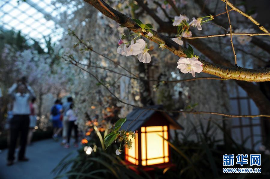 （XHDW）（1）“粉色之戀”花展亮相新加坡濱海灣花園