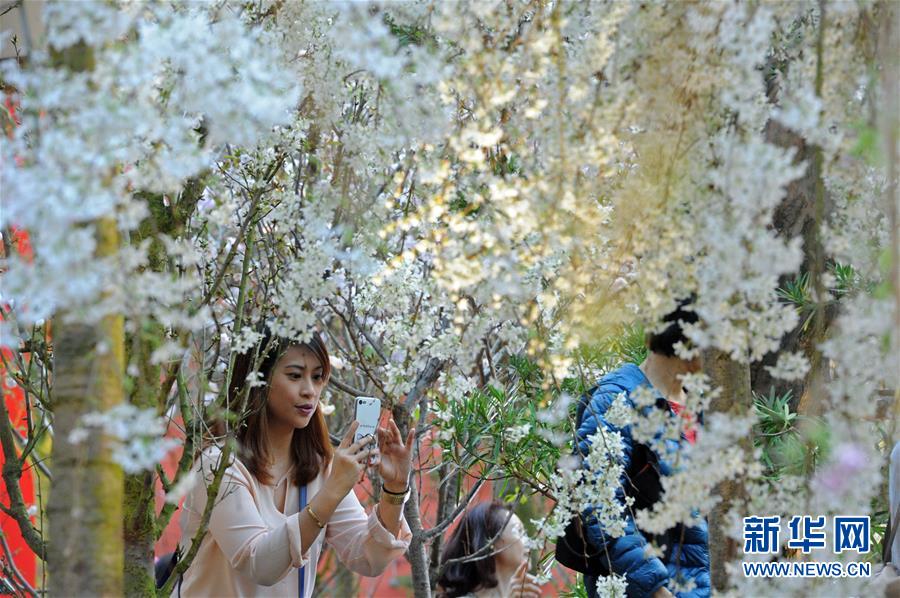 （XHDW）（4）“粉色之戀”花展亮相新加坡濱海灣花園