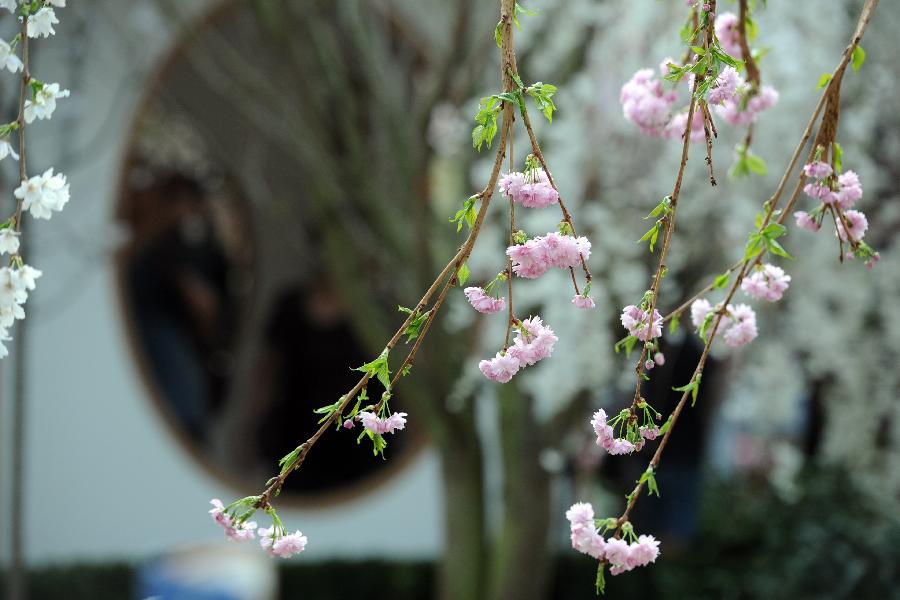 “粉色之戀”花展亮相新加坡濱海灣花園